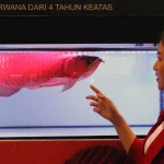 Ikan Siluk Merah atau Arwana Super Red