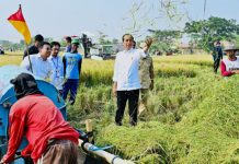 Presiden Jokowi mengikuti panen raya di Kecamatan Ciasem, Kabupaten Subang (1)