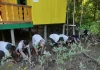 Pemuda Desa Ujang Fatimah mananam mangrove untuk jaga lingkungan