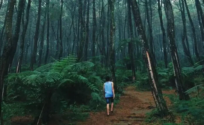 Pesona hutan pinus Pasir Langlang Panyawangan di Desa Pusakamulya, Kecamatan Kiarapedes, Kabupaten Purwakarta, Jawa Barat