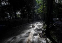 Hutan Babakan Siliwangi: Pilihan Bagus Menikmati Suasana Hutan di Tengah Kota Bandung