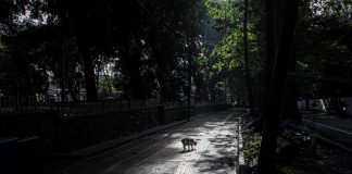 Hutan Babakan Siliwangi: Pilihan Bagus Menikmati Suasana Hutan di Tengah Kota Bandung