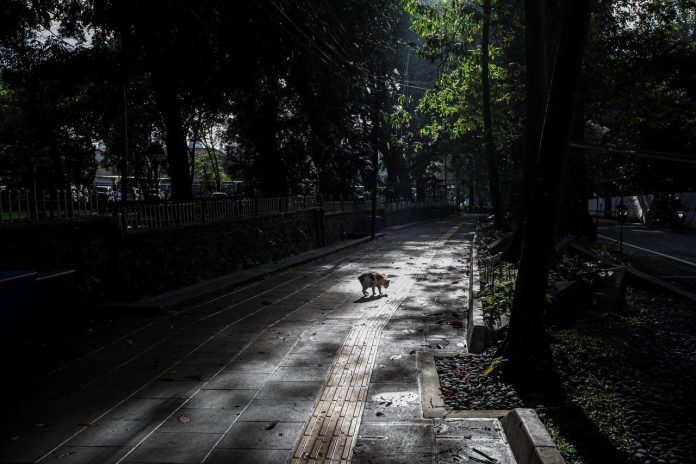 Hutan Babakan Siliwangi: Pilihan Bagus Menikmati Suasana Hutan di Tengah Kota Bandung