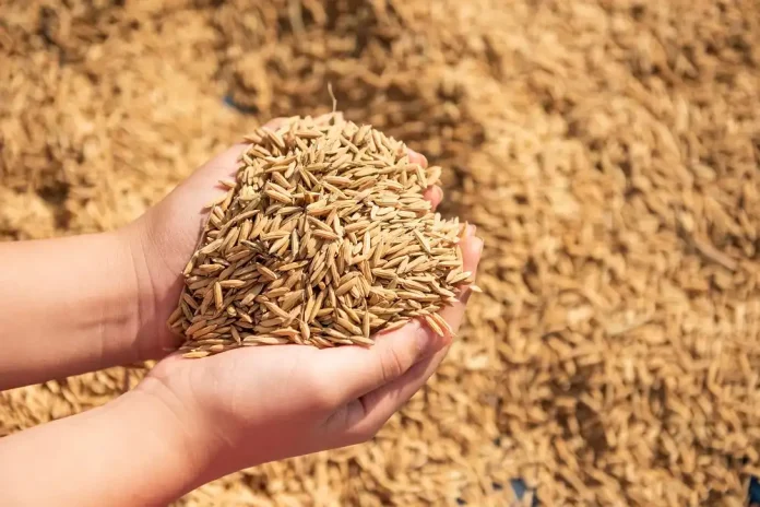 Gabah kering hasil panen petani