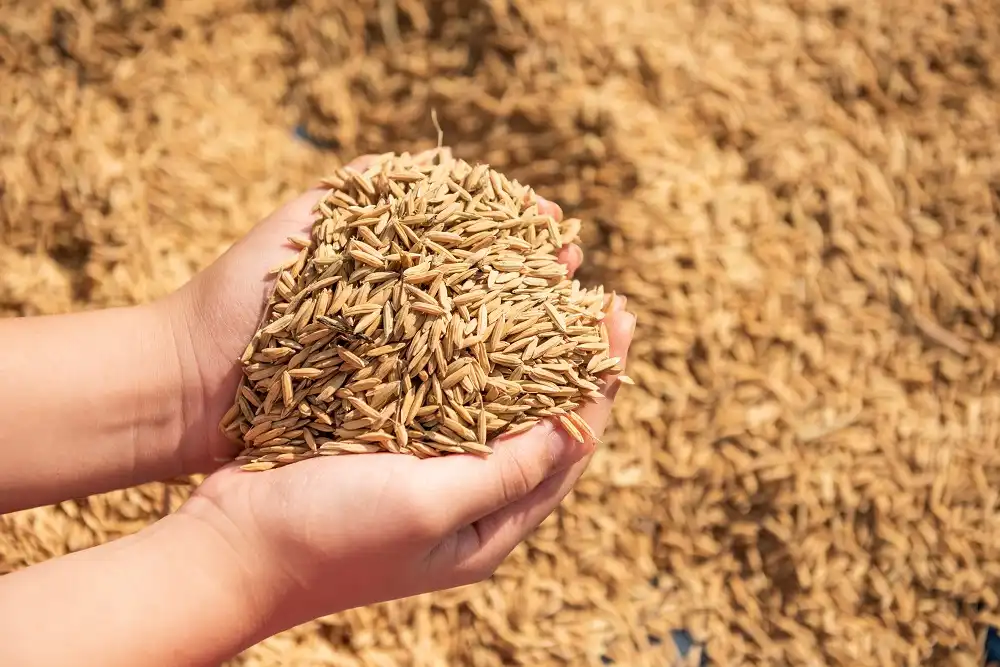 Gabah kering hasil panen petani