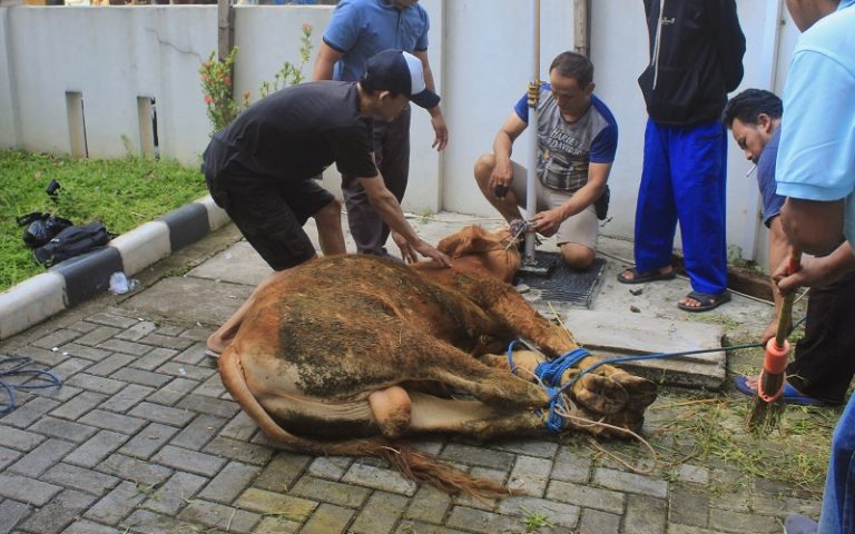 Idul Adha Hijriah Kcd Wilayah Iv Disdik Jabar Berkurban Laman Dari Jabar News