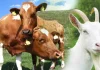 Hewan kurban sapi dan kambing (Foto: Net)
