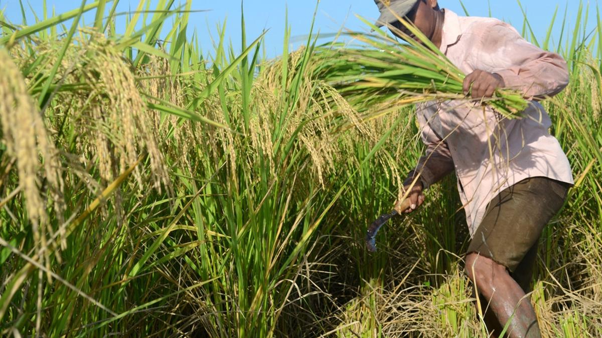 Petani melakukan panen padi