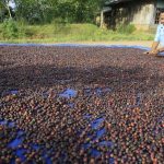 Petani sedang menjemur kopi (1)