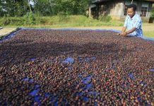 Petani sedang menjemur kopi (1)