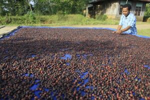 Petani sedang menjemur kopi (1)