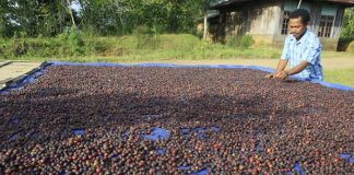 Petani sedang menjemur kopi (1)