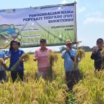 Fakultas Pertanian (Faperta) IPB University menerapkan teknologi pengendalian hama terpadu (PHT) Biointensif pada tanaman padi di Subang pada musim tanam tahun 2024 (Foto: IPB University)