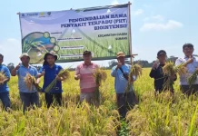 Fakultas Pertanian (Faperta) IPB University menerapkan teknologi pengendalian hama terpadu (PHT) Biointensif pada tanaman padi di Subang pada musim tanam tahun 2024 (Foto: IPB University)