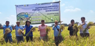 Fakultas Pertanian (Faperta) IPB University menerapkan teknologi pengendalian hama terpadu (PHT) Biointensif pada tanaman padi di Subang pada musim tanam tahun 2024 (Foto: IPB University)