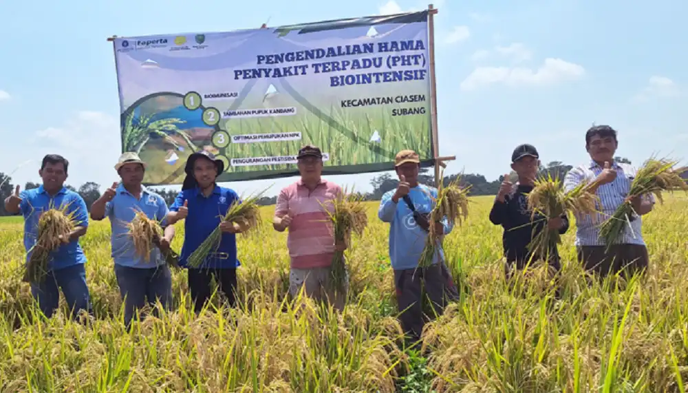 Fakultas Pertanian (Faperta) IPB University menerapkan teknologi pengendalian hama terpadu (PHT) Biointensif pada tanaman padi di Subang pada musim tanam tahun 2024 (Foto: IPB University)