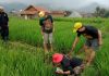 Ilustrasi petani berburu hama tikus di area pesawahan