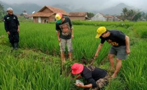 Ilustrasi petani berburu hama tikus di area pesawahan