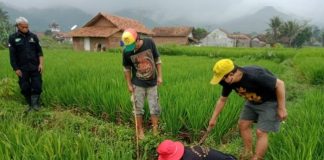 Ilustrasi petani berburu hama tikus di area pesawahan