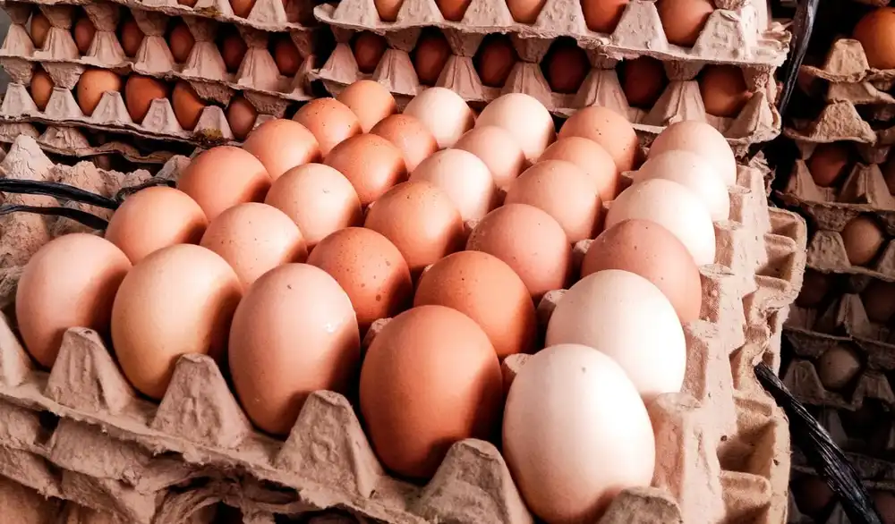 Telur ayam broiler salah satu sumber protein hewani yang terjangkau dan diminati masyarakat (Foto: Net)