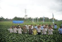 Sukses Panen Raya Edamame: bank bjb dan PT Kelola Agro Makmur Dukung Petani Indonesia