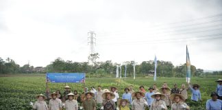 Sukses Panen Raya Edamame: bank bjb dan PT Kelola Agro Makmur Dukung Petani Indonesia