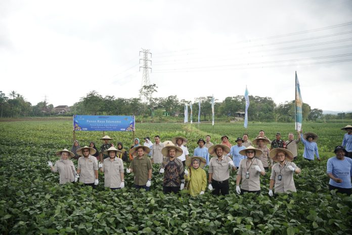 Sukses Panen Raya Edamame: bank bjb dan PT Kelola Agro Makmur Dukung Petani Indonesia